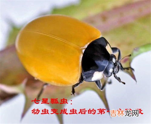 七星瓢虫吃什么蔬菜,七星瓢虫都吃什么疏菜