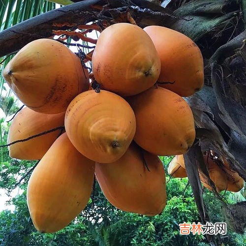 椰青和椰子的区别,椰青和椰子的区别在哪里