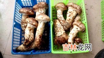 松茸的功效与禁忌,松茸炖鸡的功效与禁忌