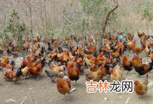 养鸡方法是什么,养鸡是怎么养