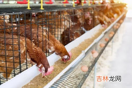 养鸡方法是什么,养鸡是怎么养