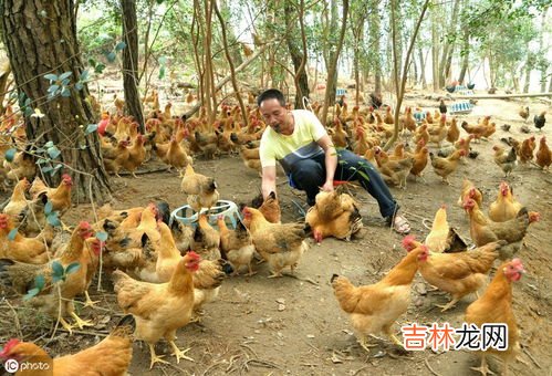 养鸡方法是什么,养鸡是怎么养