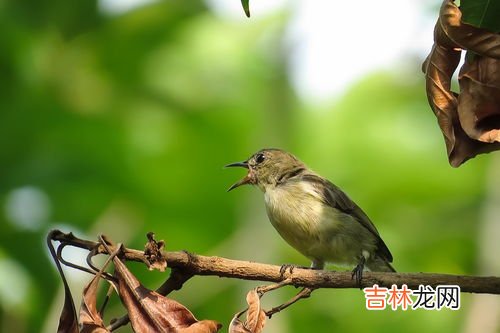 夏天有什么鸟,代表夏天的鸟有什么》？