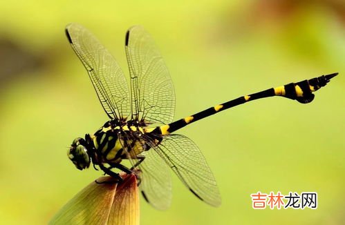 蜻蜓能活多长时间,蜻蜓能活多久?