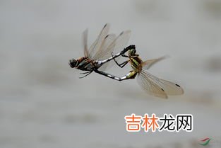 蜻蜓能活多长时间,蜻蜓能活多久?