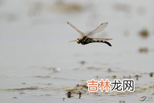 蜻蜓能活多长时间,蜻蜓能活多久?