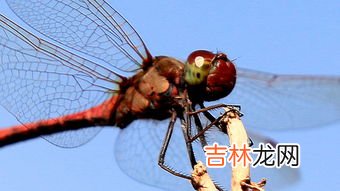蜻蜓能活多长时间,蜻蜓能活多久?