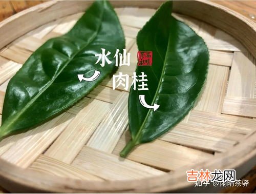 岩茶是什么,岩茶是什么茶