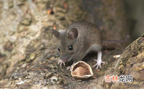 老鼠怎么消灭,家里有老鼠怎么能彻底消灭