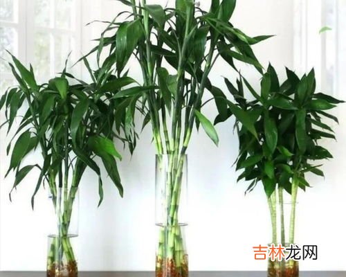 水养富贵竹怎么养才能更旺盛,富贵竹水养技巧如何养长的旺盛