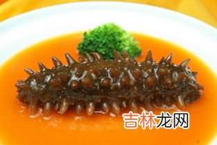 海参吃什么食物,海参吃什么 海参的食物有哪些