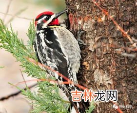 像啄木鸟的鸟指的是什么鸟,有哪些鸟是益鸟？如啄木鸟，还有哪些？