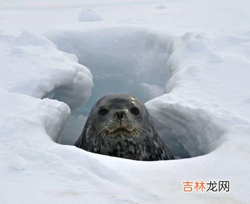 腌海雀什么味道,腌海雀什么味道?