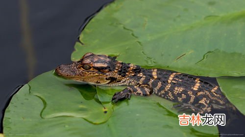 鳄鱼的特点是什么,鳄鱼属于什么动物