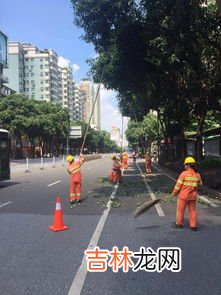 绿化芒与食用芒的区别是什么,学校绿化芒果能吃吗