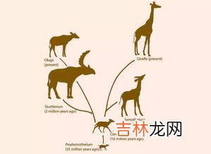 长颈鹿的角像什么呢,梅花鹿的角像什么长颈鹿脖子像什么