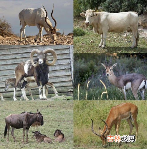 长颈鹿的角像什么呢,梅花鹿的角像什么长颈鹿脖子像什么