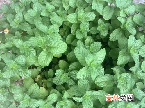 野生薄荷能吃吗,野薄荷能吃吗?