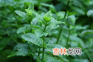 野生薄荷能吃吗,野薄荷能吃吗?