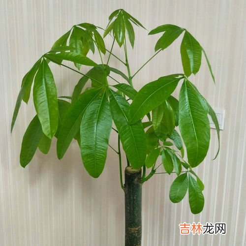 发财树烂根怎么补救,发财树烂根怎么补救