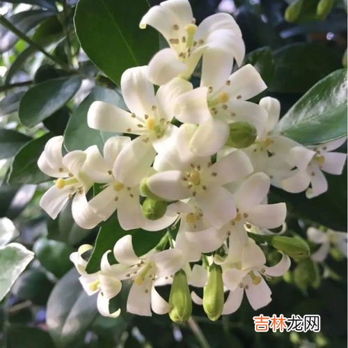 夜来香花香味有毒吗,夜来香花香有毒吗,香味有危害吗