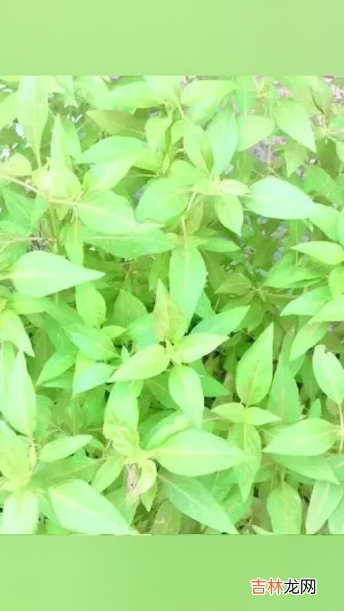 乌药七草香配方,七草粥怎么做？需要什么材枓