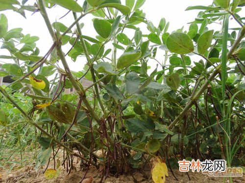 花生是什么植物,花生指的是什么呢?
