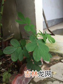 花生是什么植物,花生指的是什么呢?