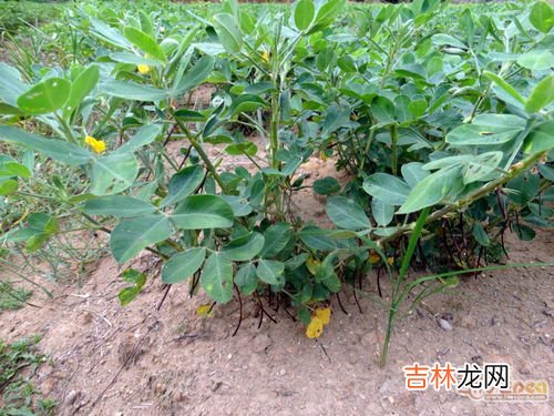 花生是什么植物,花生指的是什么呢?