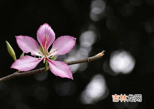 三朵花代表什么意思,三朵花的花语是什么