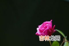 三朵花代表什么意思,三朵花的花语是什么