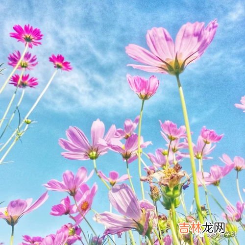 三朵花代表什么意思,三朵花的花语是什么