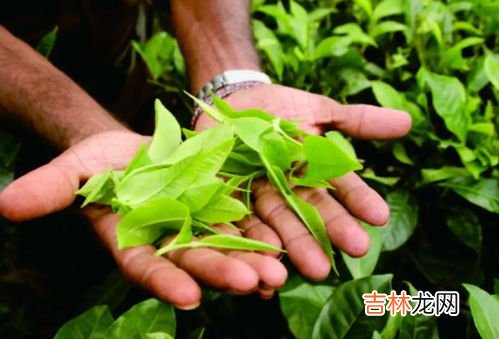 世界四大红茶是哪些,世界的四大红茶是什么?