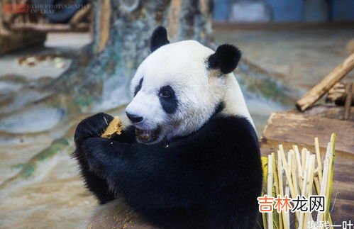 大熊猫的毛色全都是黑白相间的吗,大熊猫身上只有黑白色吗?