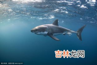 鲨鱼有没有鱼鳔,鲨鱼是有鱼鳔的吗