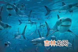 鲨鱼有没有鱼鳔,鲨鱼是有鱼鳔的吗