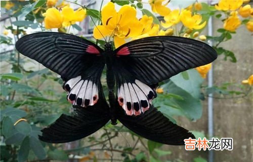 蝴蝶的寿命一般是多长,蝴蝶的寿命是多少?冬天就死了吗?