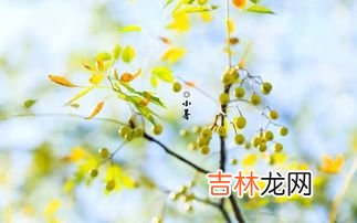 小暑的特征是什么,小暑的天气特点是怎么样的 小暑的天气特点介绍