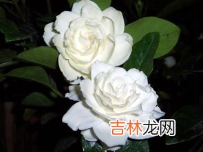 栀子花的寓意和象征是什么,栀子花寓意是什么