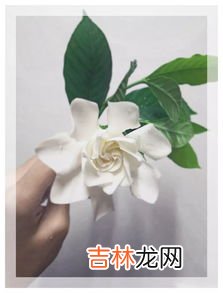 栀子花的寓意和象征是什么,栀子花寓意是什么