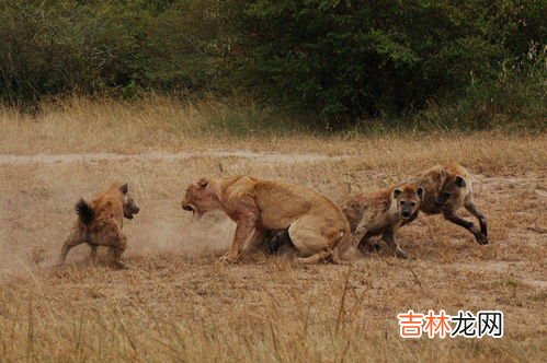 鬣狗为啥怕雄狮不怕雌狮,鬣狗为什么怕雄狮不怕雌狮