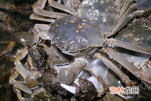 冰箱冻死螃蟹能吃吗,螃蟹在冰箱里面冻死了可以吃吗