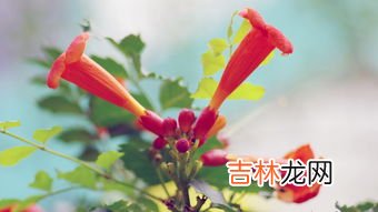 凌霄花花语,凌霄花花语