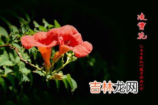 凌霄花花语,凌霄花花语