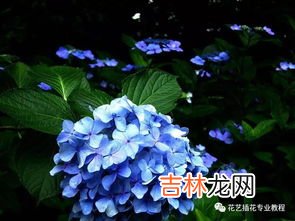 绣球花花语是什么,绣球花的花语是什么？