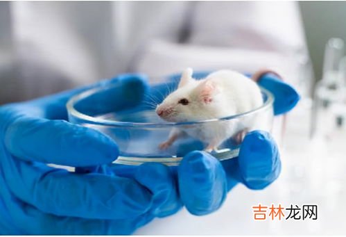 老鼠的寿命,老鼠的寿命有多长？