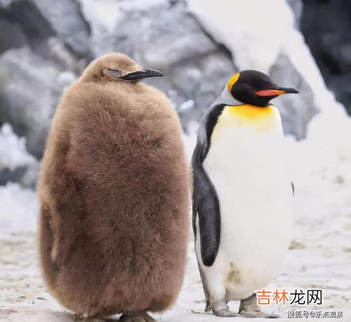 为什么北极没有企鹅,为什么企鹅在南极而不在北极?