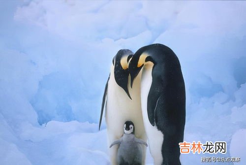 为什么北极没有企鹅,为什么企鹅在南极而不在北极?
