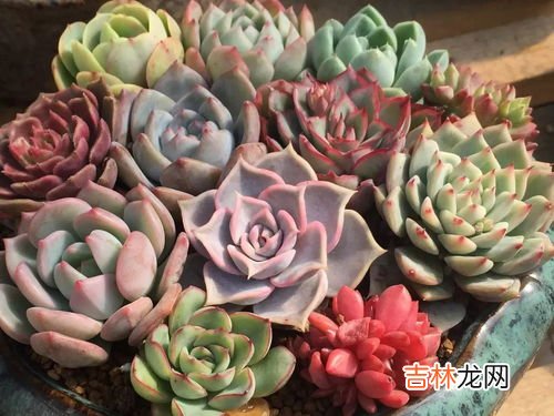 雪山多肉如何养殖,雪山多肉怎么养,怎么繁殖