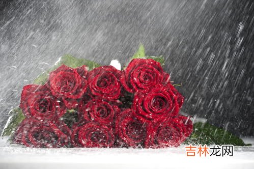 三朵玫瑰花代表啥意思,三朵玫瑰花代表的花语是什么意思